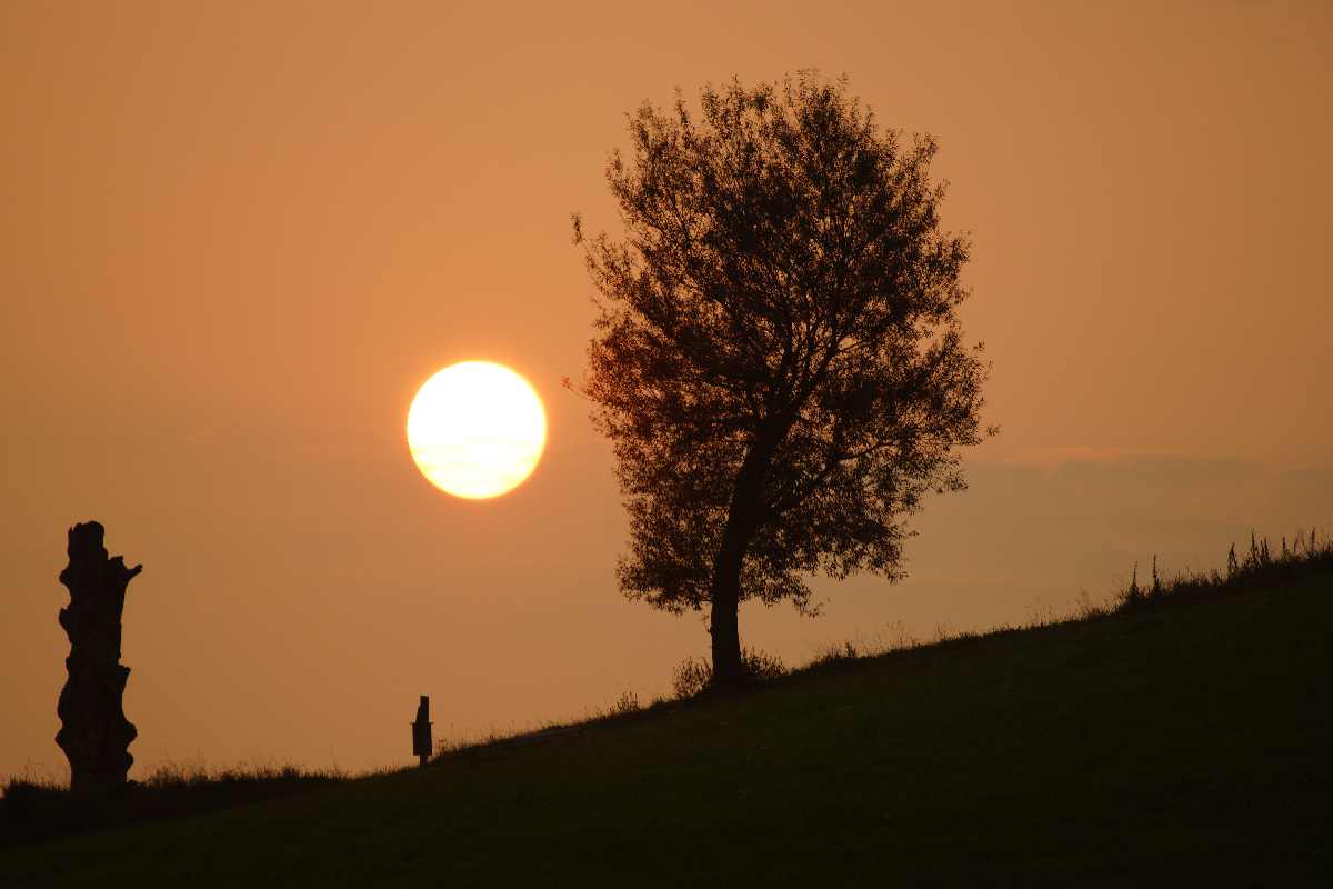 Baum der Erkenntnis