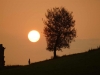 Baum der Erkenntnis