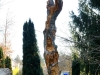 Lebensbaum, thomas rees 153 800