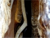 Mycelium, Novembergrau, thomas rees 41