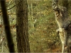 Mycelium, Novembergrau, thomas rees 43