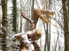 drachen-waldhaus-kopie
