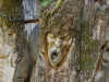 skulpturenpfad-waldmenschen-freiburg-thomas-rees-78