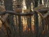 Waldtor Entstehung, thomas rees 73