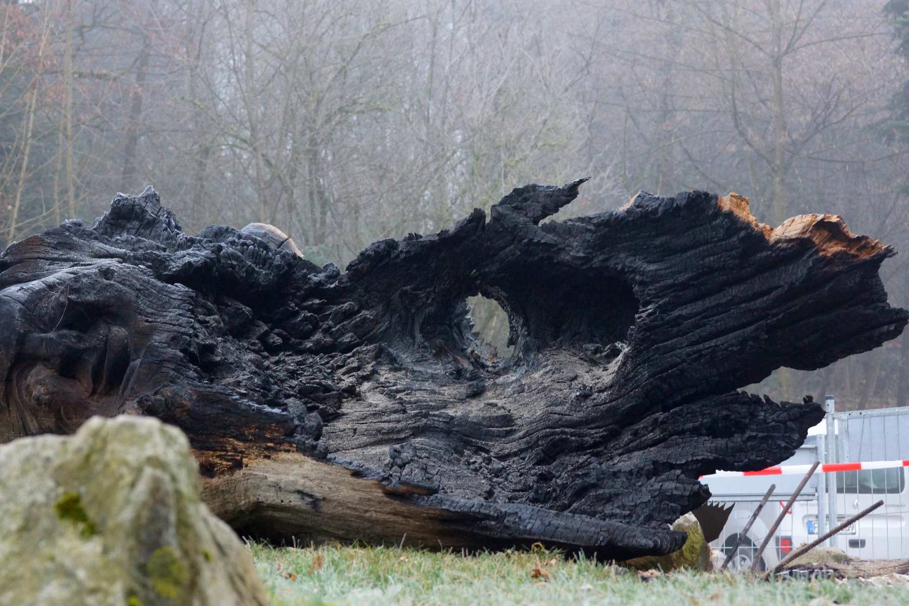 Gerichtseiche, Zerstörung, thomas rees 06
