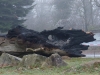 Gerichtseiche, Zerstörung, thomas rees 09